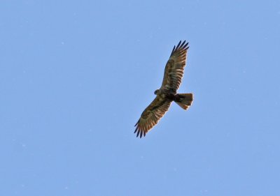 Marsh Harrier