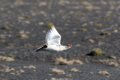 Ptarmigan