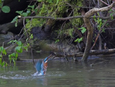 Kingfisher