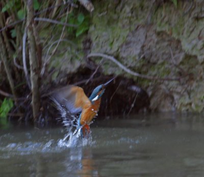 Kingfisher