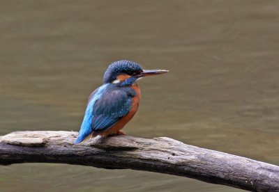 Kingfisher