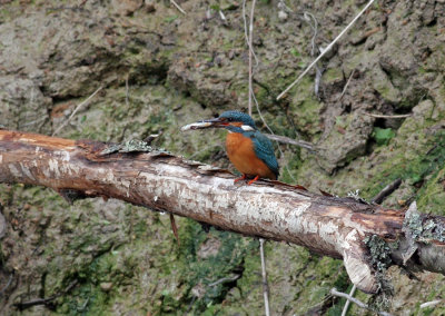 Kingfisher