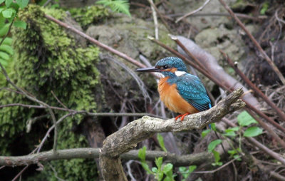 Kingfisher