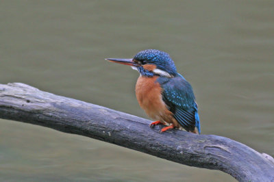 Kingfisher