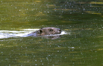 Beaver
