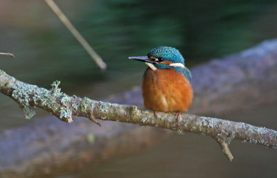 Kingfisher