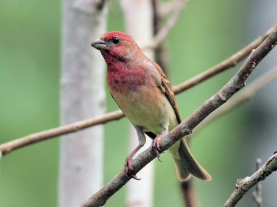 Common Rosefinch