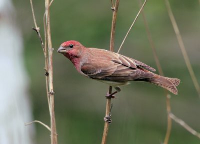 Common Rosefinch