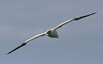 Gannet