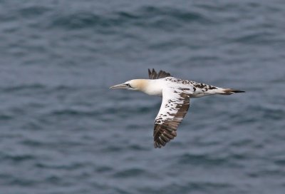 Gannet
