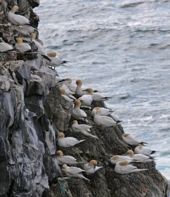 Gannet