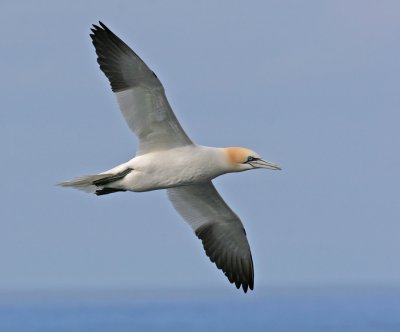 Gannet