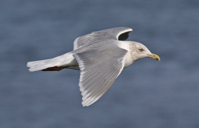 Iceland Gull