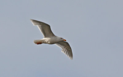 Glaucous Gull