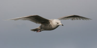 Iceland Gull