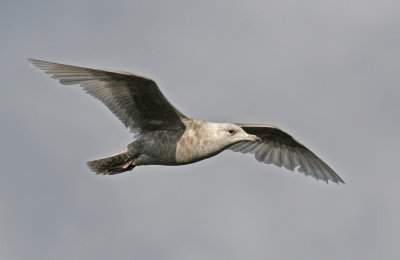 Iceland Gull