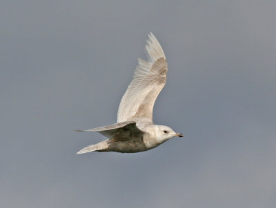 Iceland Gull