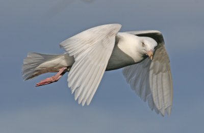 Glaucous Gull
