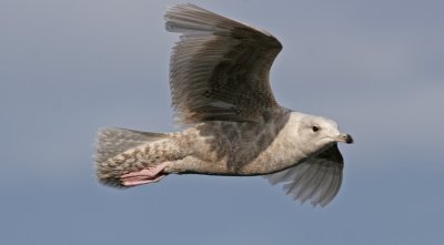 Iceland Gull