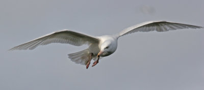 Glaucous Gull