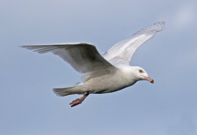 Glaucous Gull