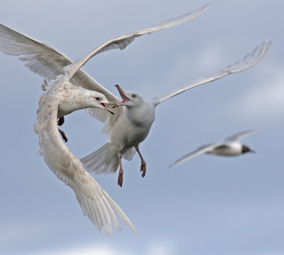 Glaucous Gull and Iceland Gull