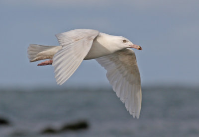 Glaucous Gull