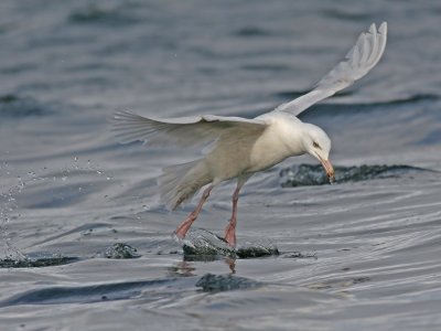 Glaucous Gull