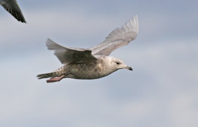 Iceland Gull