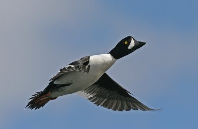 Barrow's Goldeneye