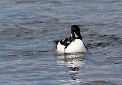 Barrow's Goldeneye