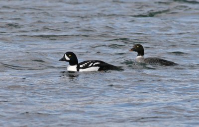 Barrow's Goldeneye