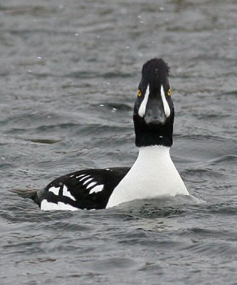 Barrow's Goldeneye