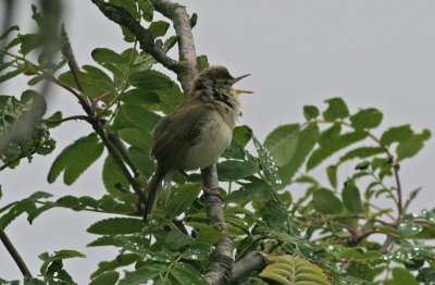 Blyth's Reed  Warbler