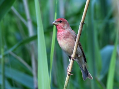 Common Rosefinch