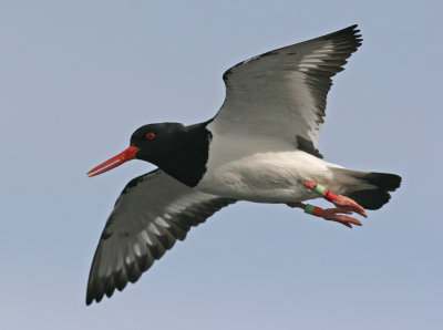 Oystercatcher