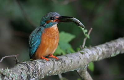 Kingfisher