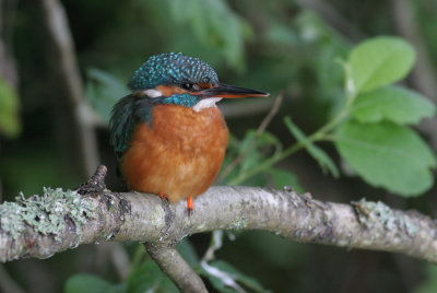 Kingfisher