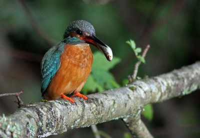 Kingfisher
