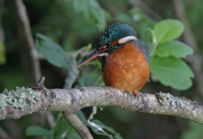Kingfisher