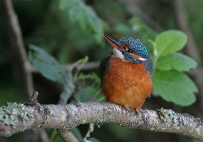 Kingfisher