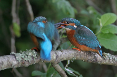 Kingfisher