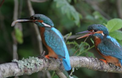 Kingfisher