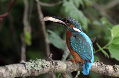 Kingfisher