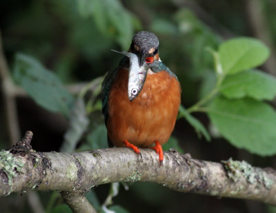 Kingfisher