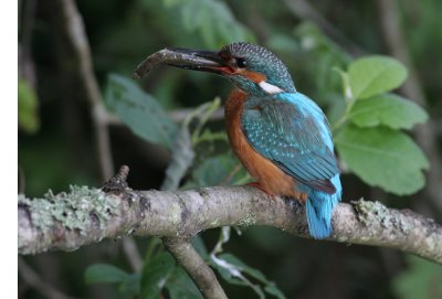 Kingfisher
