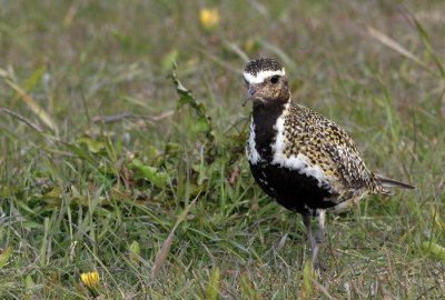 Golden Plover