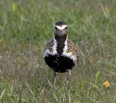 Golden Plover