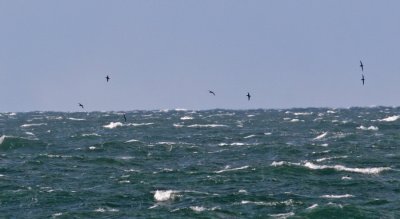 Manx Shearwater