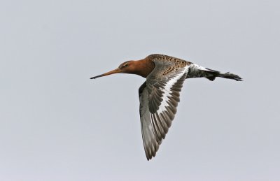 Black-tailed Godwit